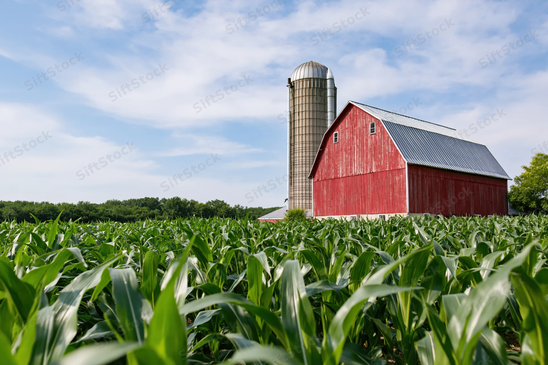 Red barn and grain silo standing in a cornfield under a blue sky
