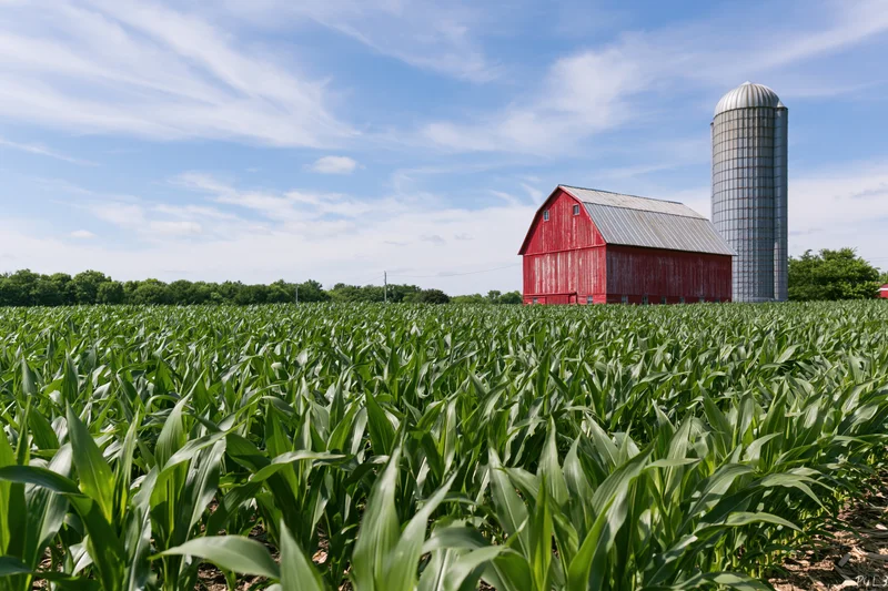 Red barn and tall grain silo standing beside a cornfield under a blue sky