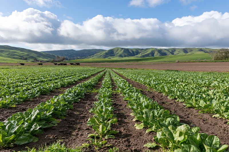 Rows of young leafy crops growing in a rural farm field with hills and cows in the background