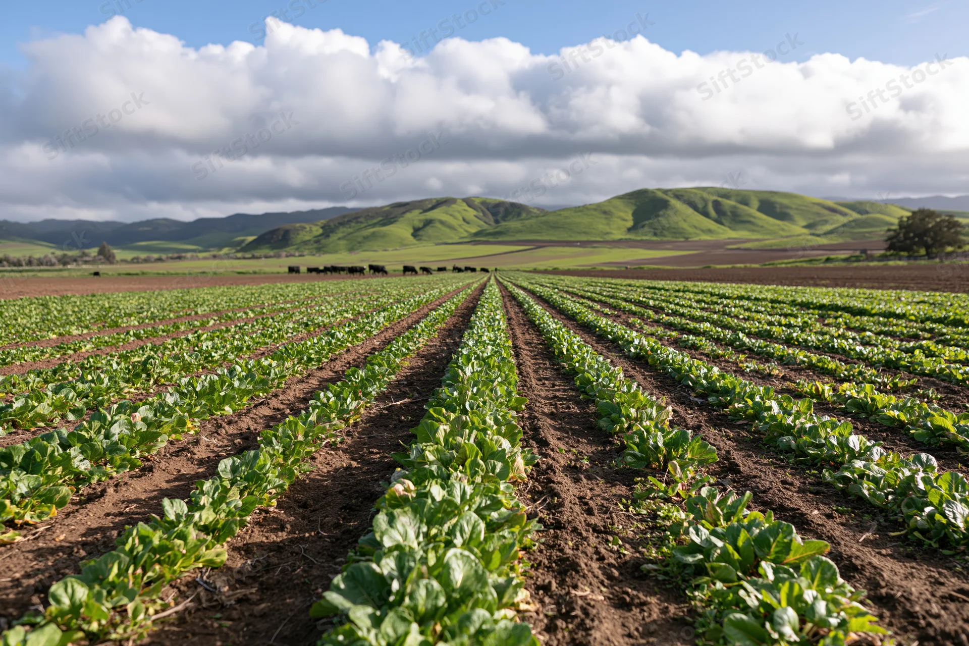 Rows of young leafy crops growing in a rural farm field with green hills and clouds in the background