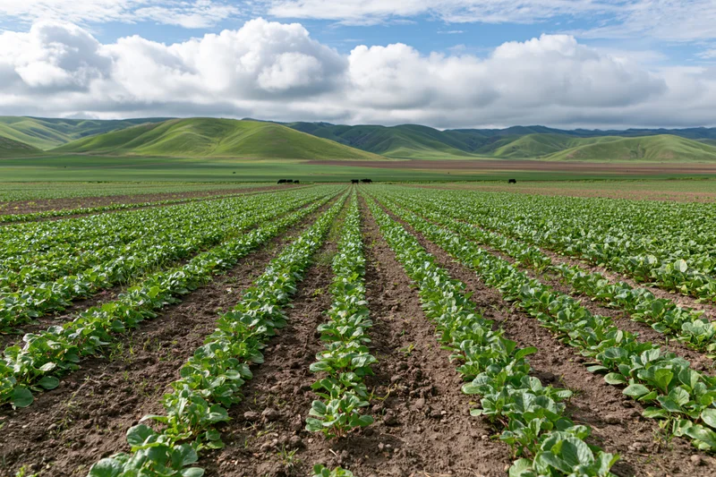 Rows of young leafy plants growing in a rural farm field under a blue sky with clouds