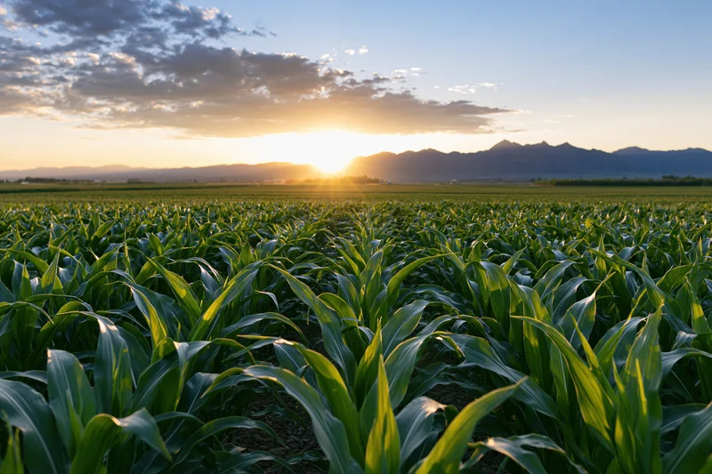Young green cornfield stretching toward distant mountains at sunrise