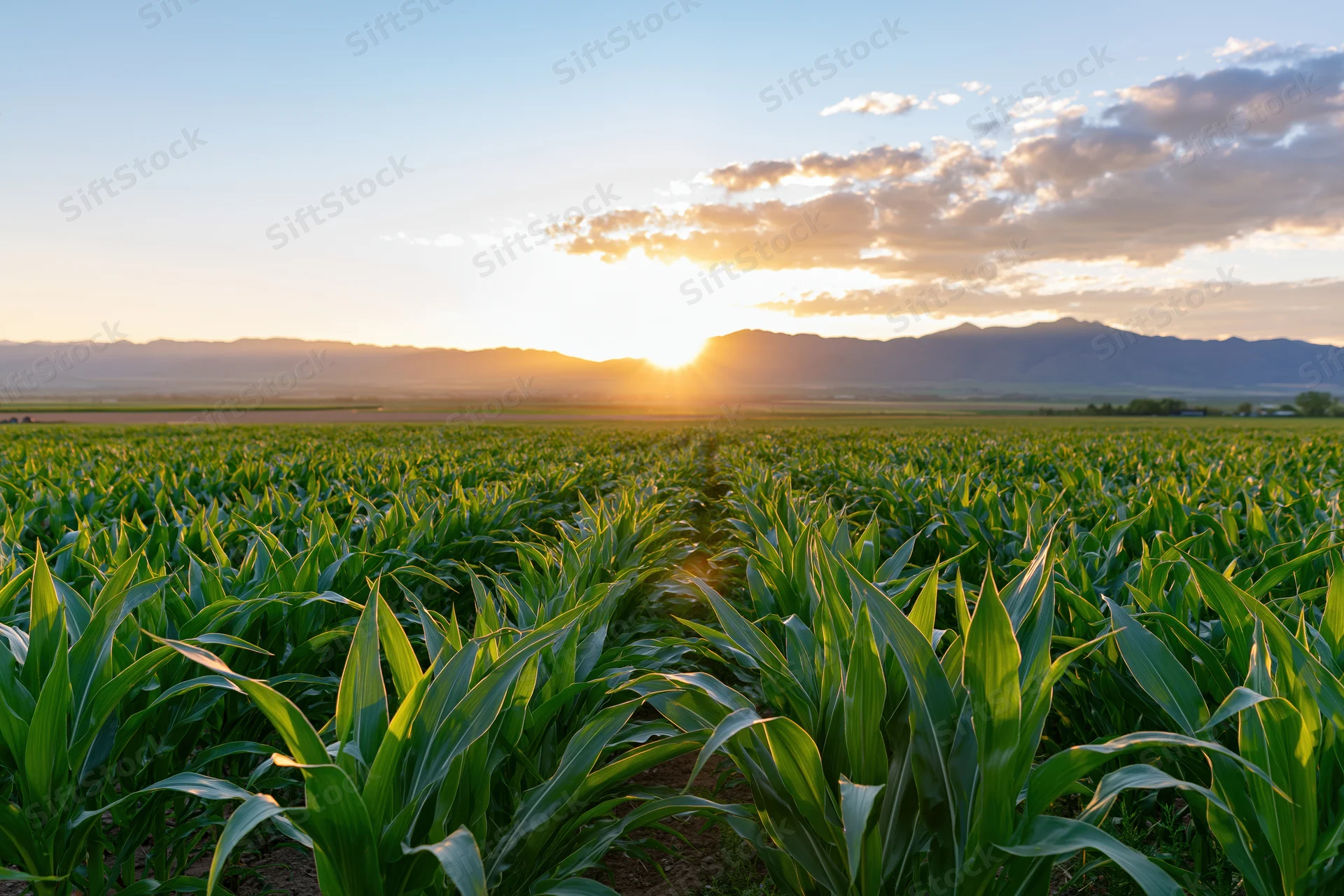Young green cornfield stretching toward distant mountains at sunset