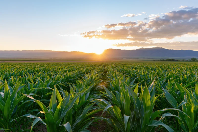 Young green cornfield stretching toward distant mountains at sunset