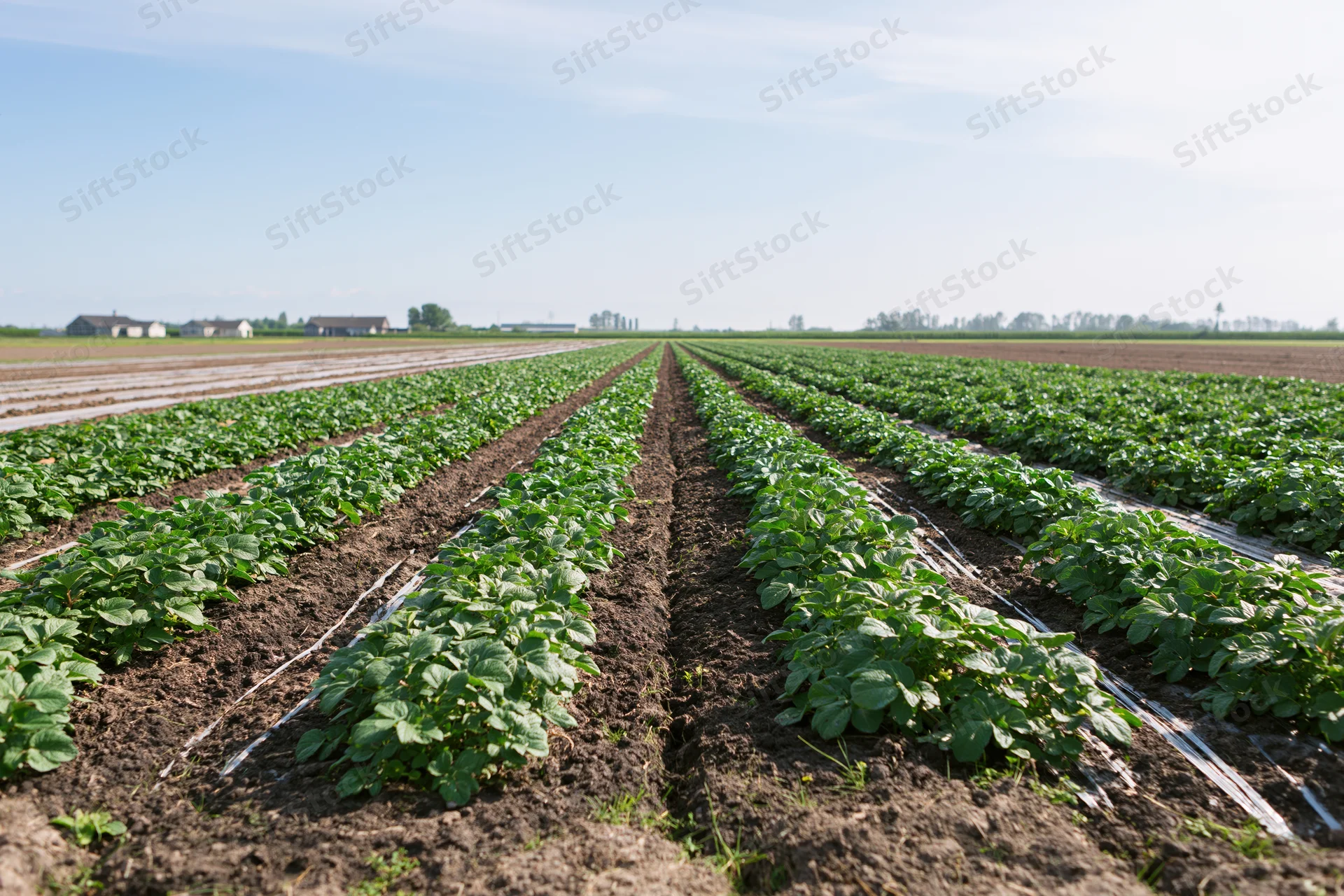Rows of young potato plants growing in a cultivated field under a clear sky