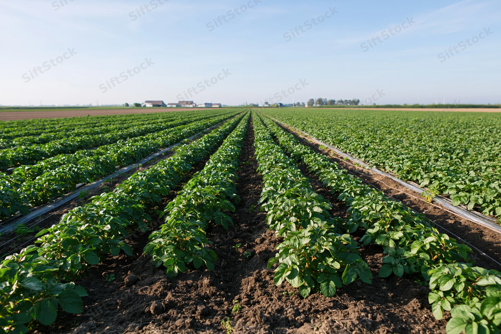 Rows of potato plants growing in a field under a clear blue sky