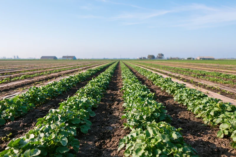Rows of green potato plants growing in a cultivated field under a clear blue sky