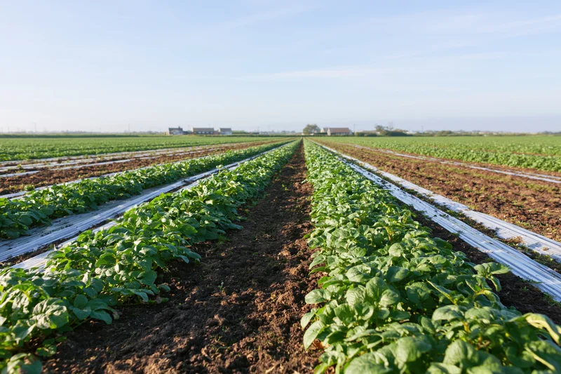 Wide shot of potato crop rows stretching to the horizon