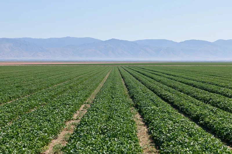 Neat rows of green crops growing in a flat agricultural field with distant mountains under a clear blue sky