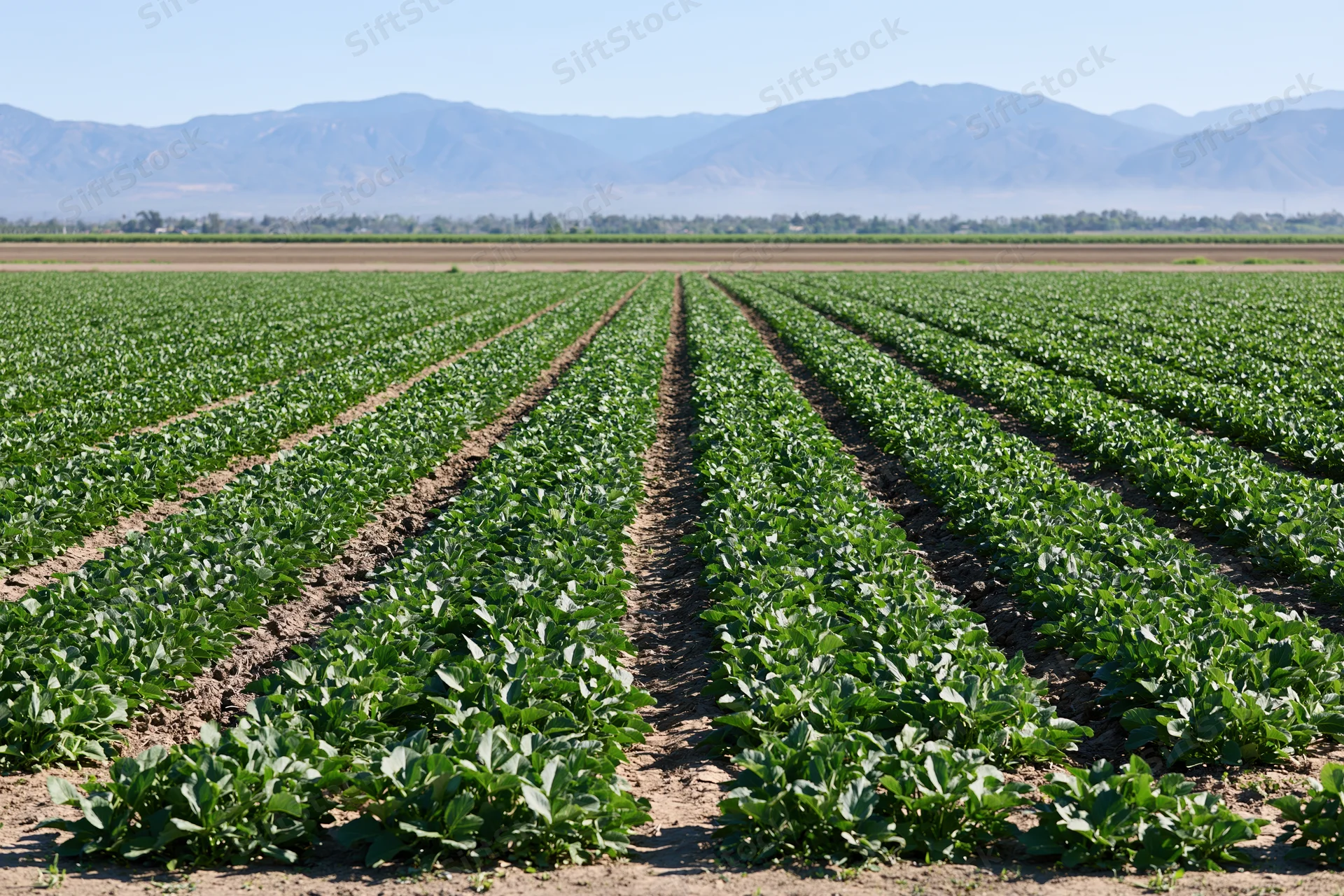 Neat rows of green crops growing in a flat agricultural field under a clear sky with distant mountains in the background