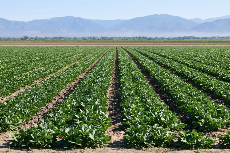 Neat rows of green crops growing in a flat agricultural field under a clear sky with distant mountains in the background