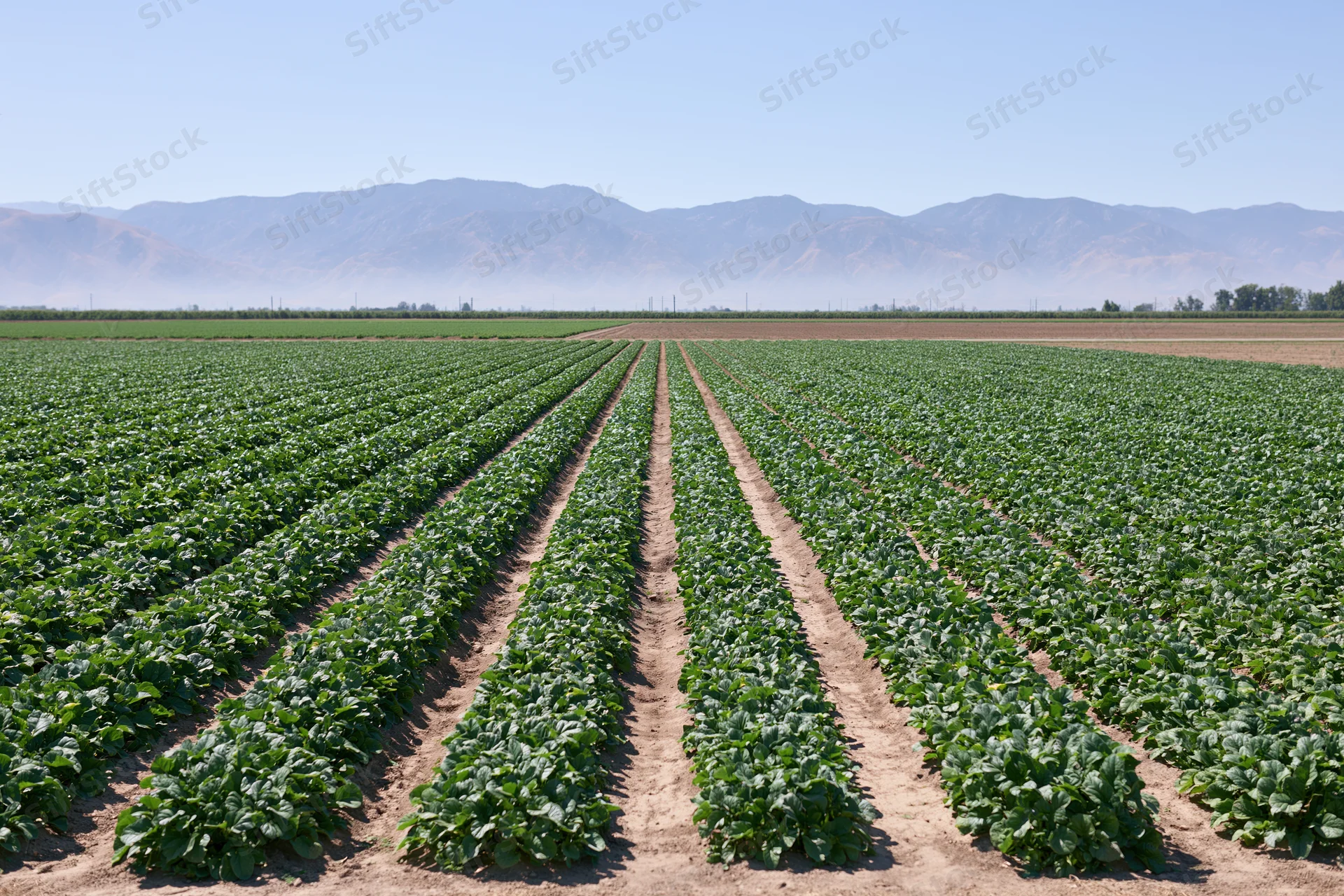 Neat rows of green crops growing in a flat agricultural field with distant mountains under a clear blue sky