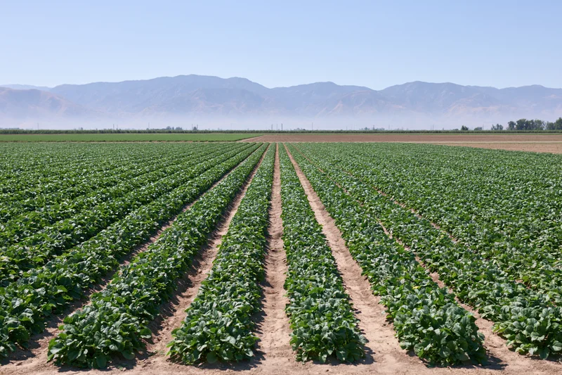 Neat rows of green crops growing in a flat agricultural field with distant mountains under a clear blue sky