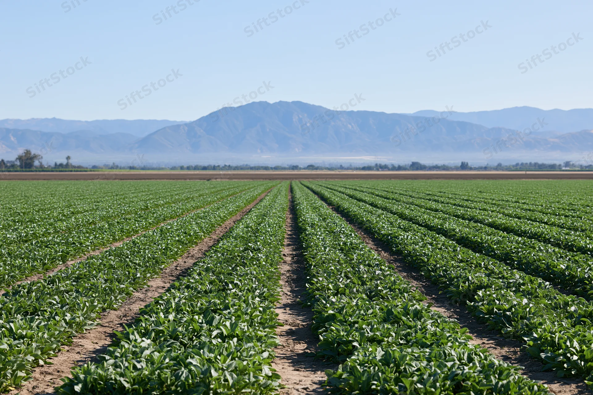 Neat rows of green crops growing in a flat agricultural field with distant mountains under a clear blue sky