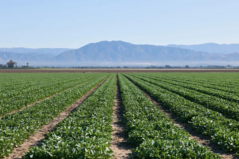 Neat rows of green crops growing in a flat agricultural field with distant mountains under a clear blue sky