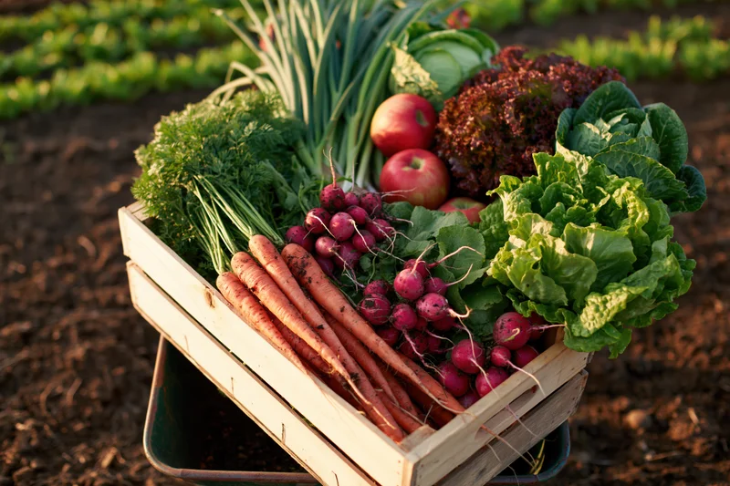 Wooden crate overflowing with freshly harvested vegetables in a garden field