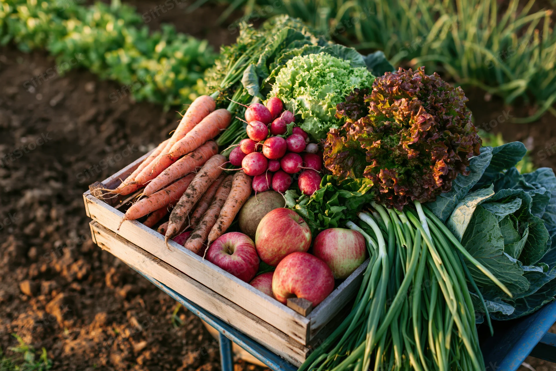 Wooden crate overflowing with freshly harvested vegetables on a farm field