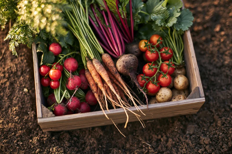 Wooden crate filled with fresh-pulled carrots, beets, radishes, tomatoes and potatoes on soil