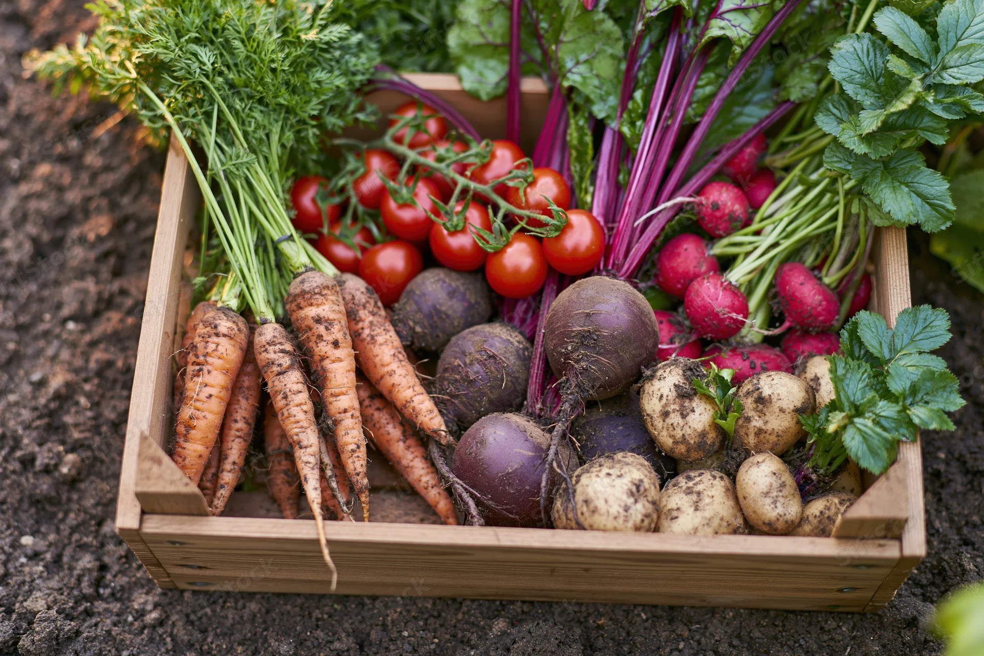 Wooden crate filled with freshly harvested vegetables resting on soil