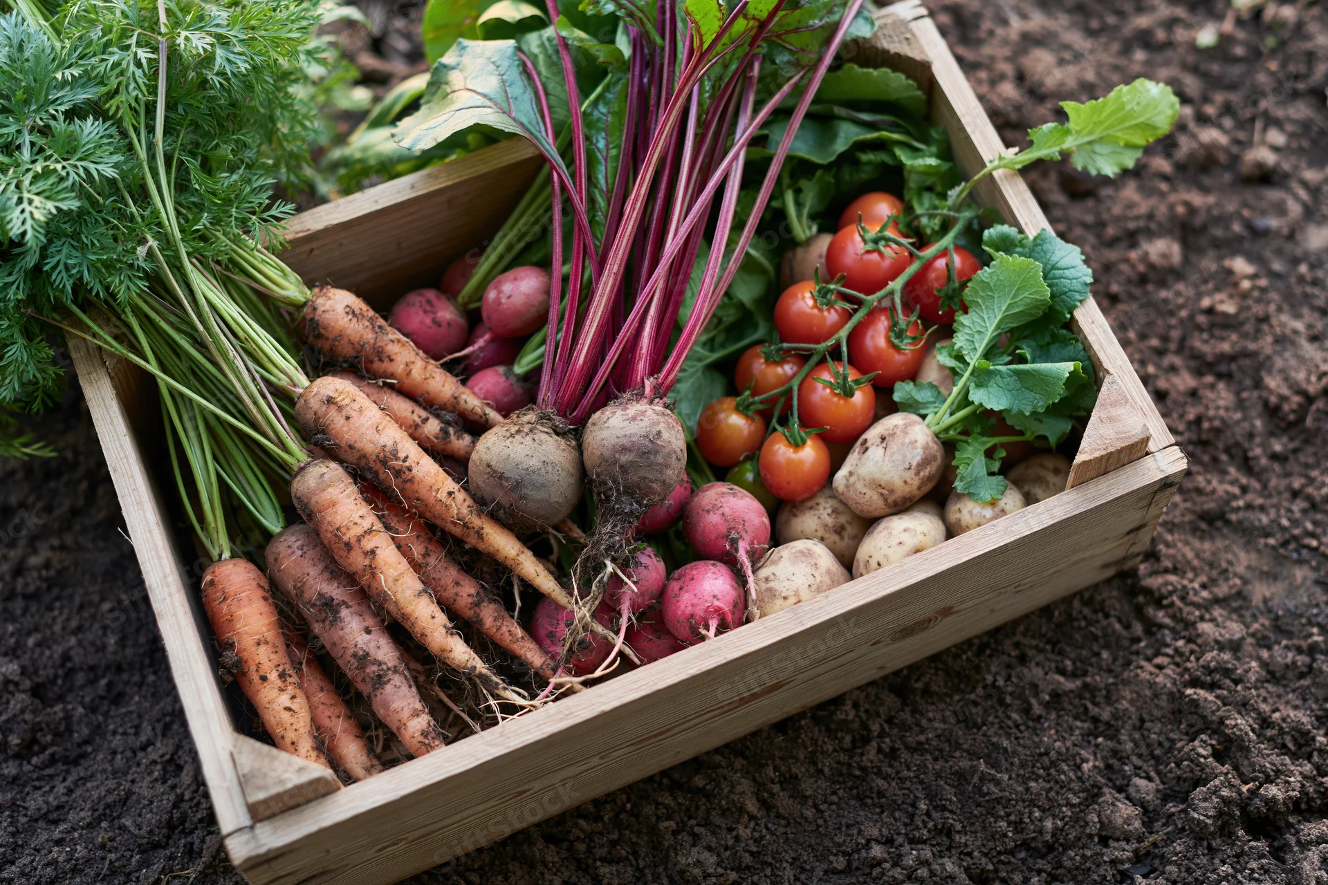 Wooden crate filled with freshly harvested vegetables resting on dark soil