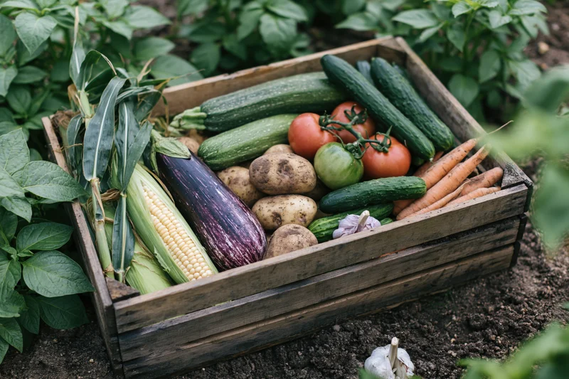 Wooden crate filled with freshly harvested vegetables in a garden bed
