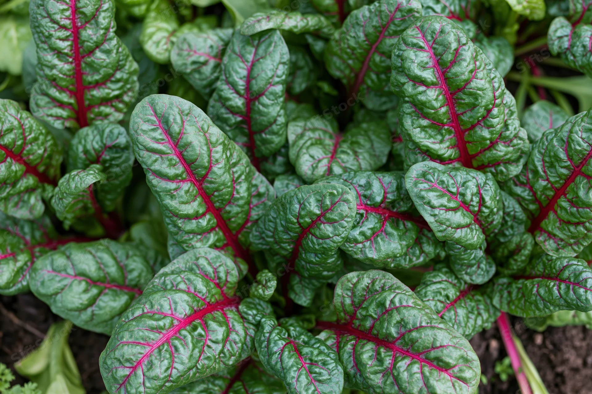 Young swiss chard plants growing densely in a garden bed