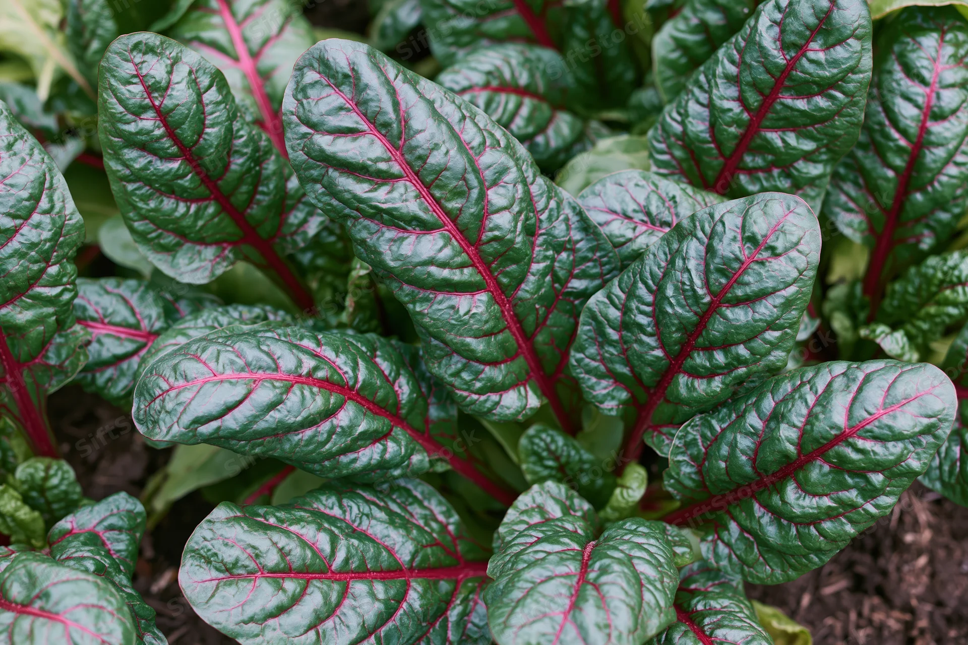 Young swiss chard plants growing densely in a garden bed