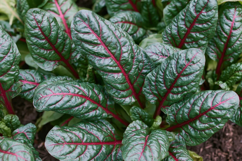 Young swiss chard plants growing densely in a garden bed