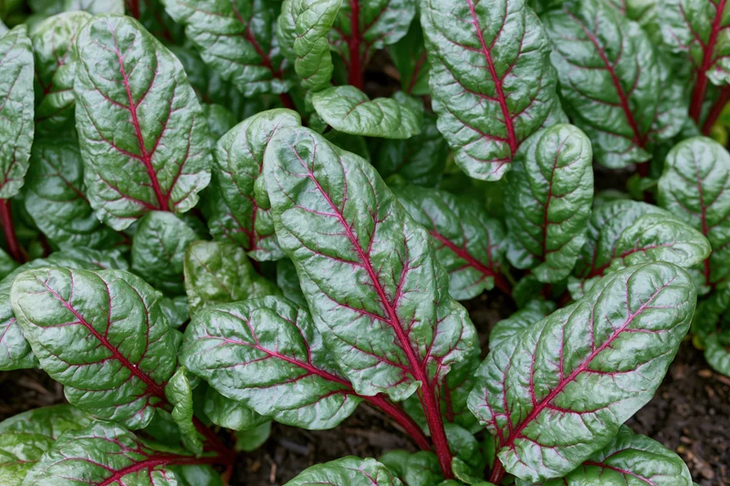 Young swiss chard plants growing densely in a garden bed