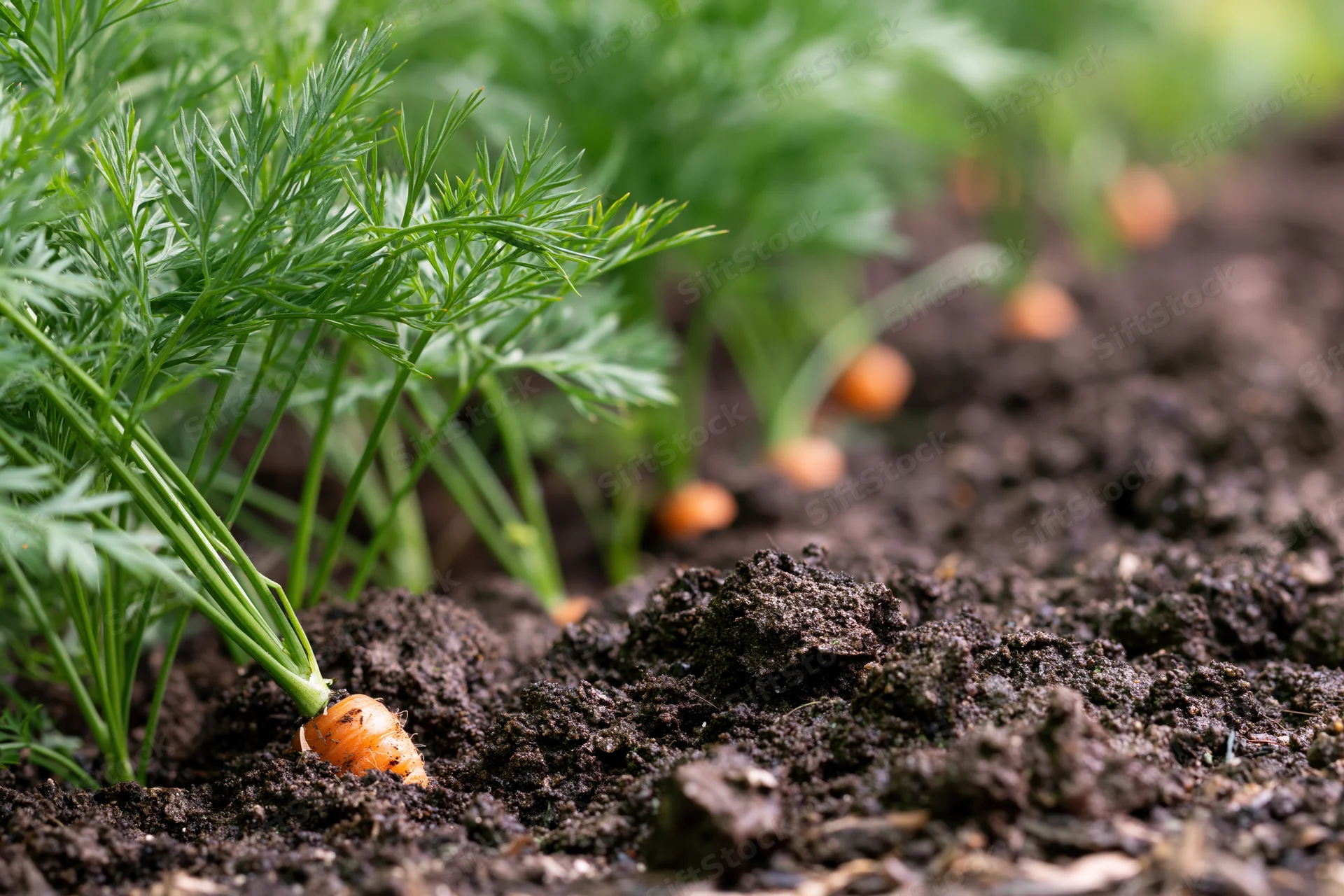 Young carrots emerging from dark garden soil with green foliage above