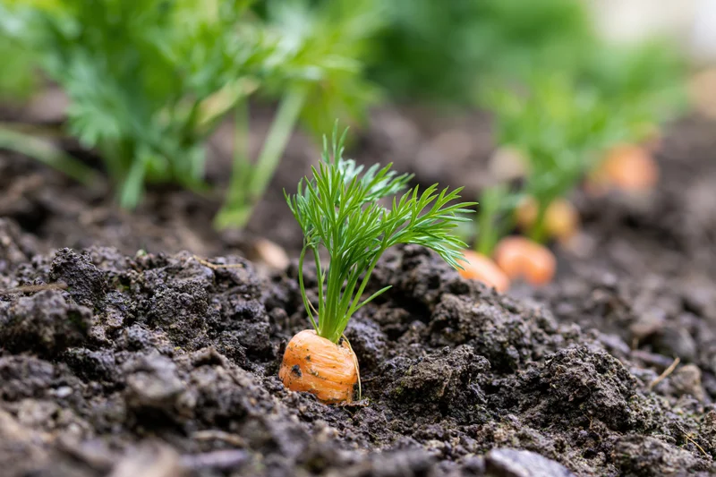 Young carrot partially emerging from dark garden soil with green foliage