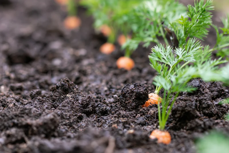 Young carrots emerging from dark garden soil with green tops in a row