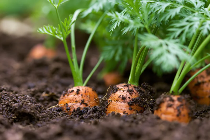 Young carrots emerging from dark garden soil with green tops visible