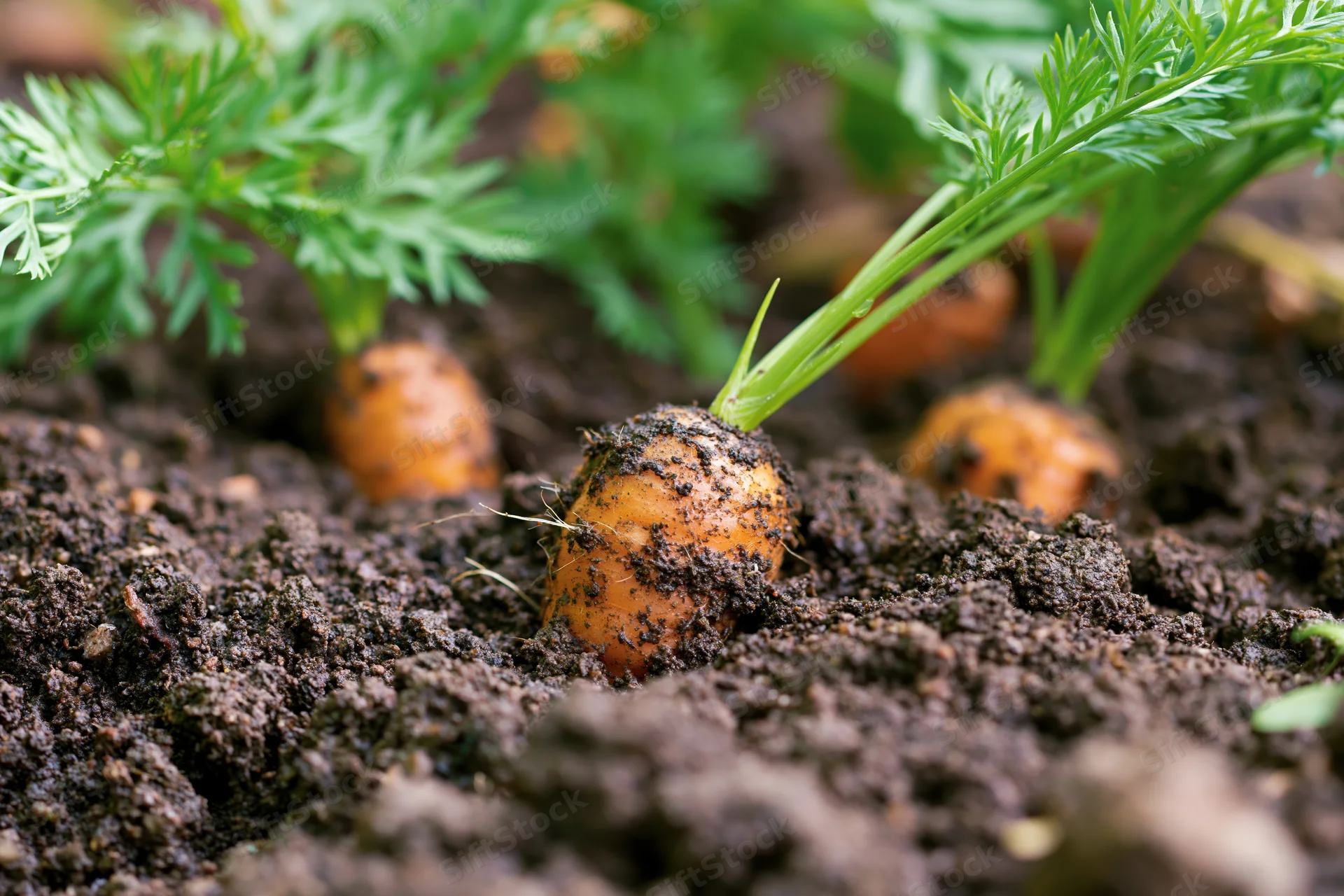 Young carrots partially emerging from dark garden soil with green foliage above
