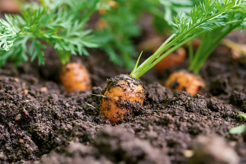 Young carrots partially emerging from dark garden soil with green foliage above