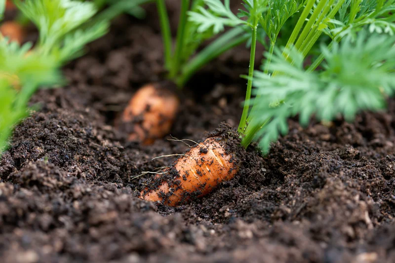 Young carrots emerging from dark garden soil with green tops visible