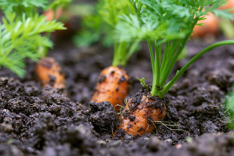 Young carrots emerging from dark garden soil with green tops