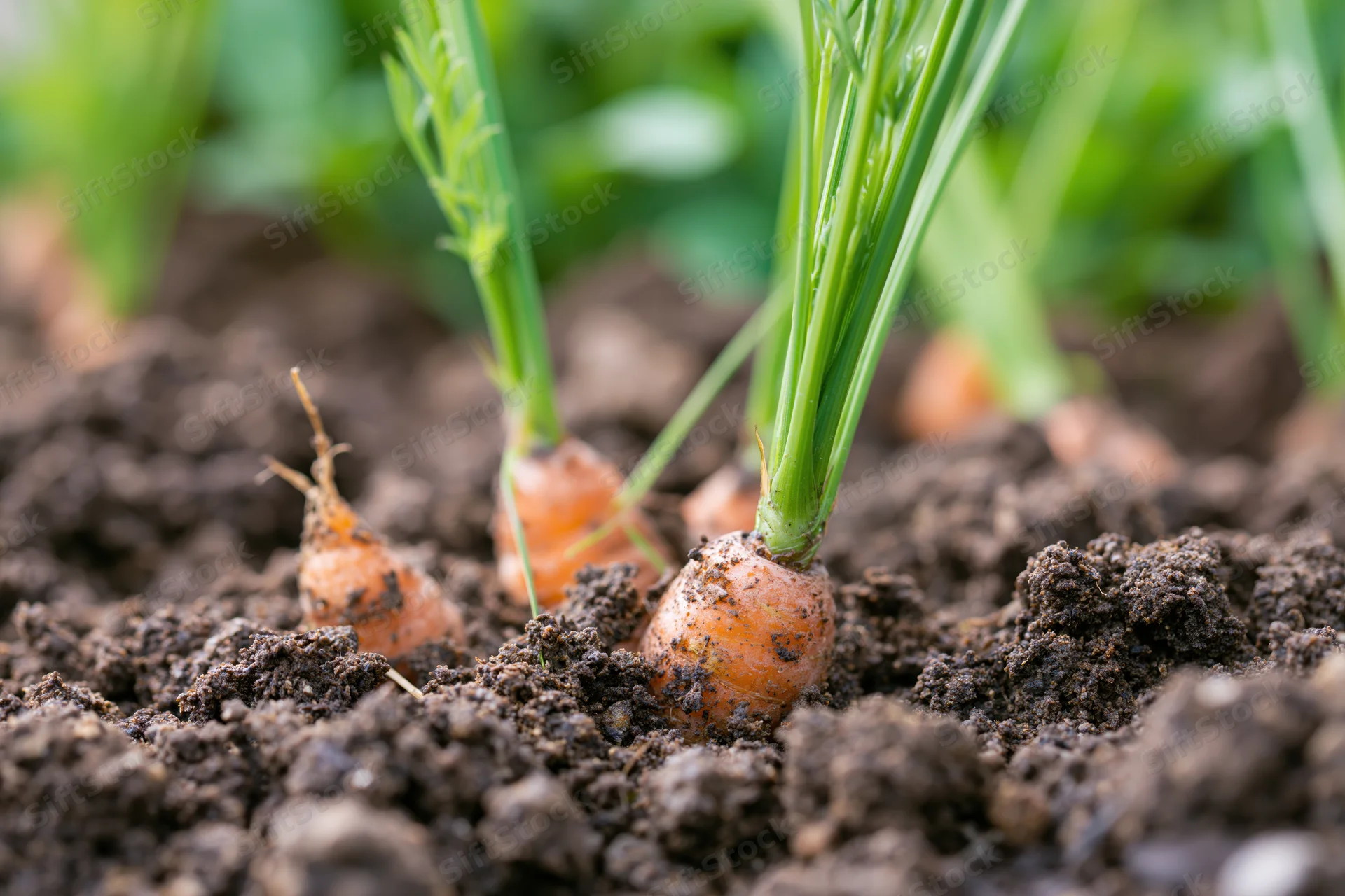 Young carrots emerging from dark garden soil with green tops visible