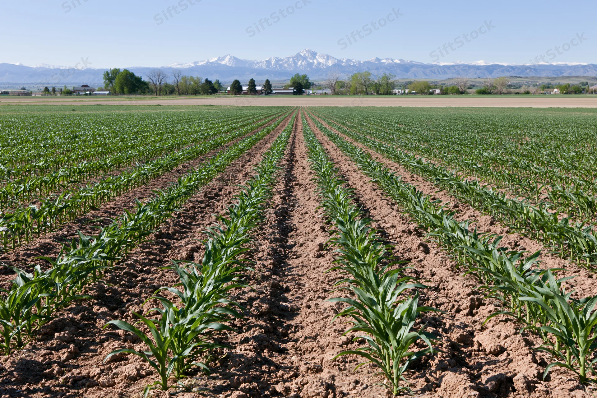 Young corn plants growing in neat rows across a flat agricultural field with snow-capped mountains in the distance