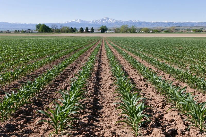 Young corn plants growing in neat rows across a flat agricultural field with snow-capped mountains in the distance