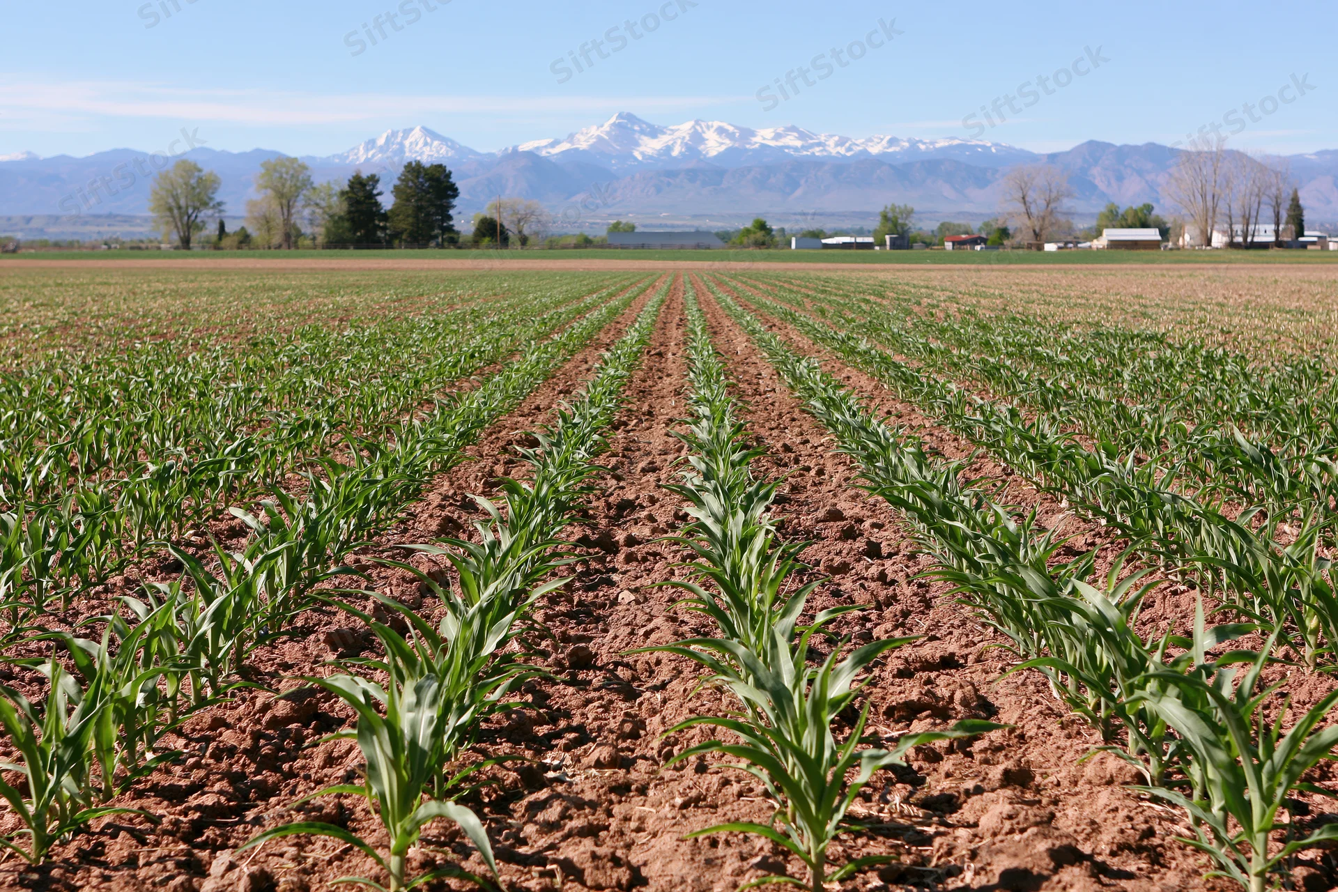 Young corn plants growing in neat rows across a flat agricultural field with snow-capped mountains in the distance