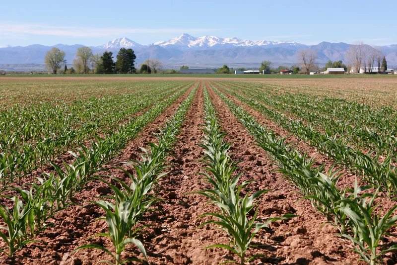 Young corn plants growing in neat rows across a flat agricultural field with snow-capped mountains in the distance