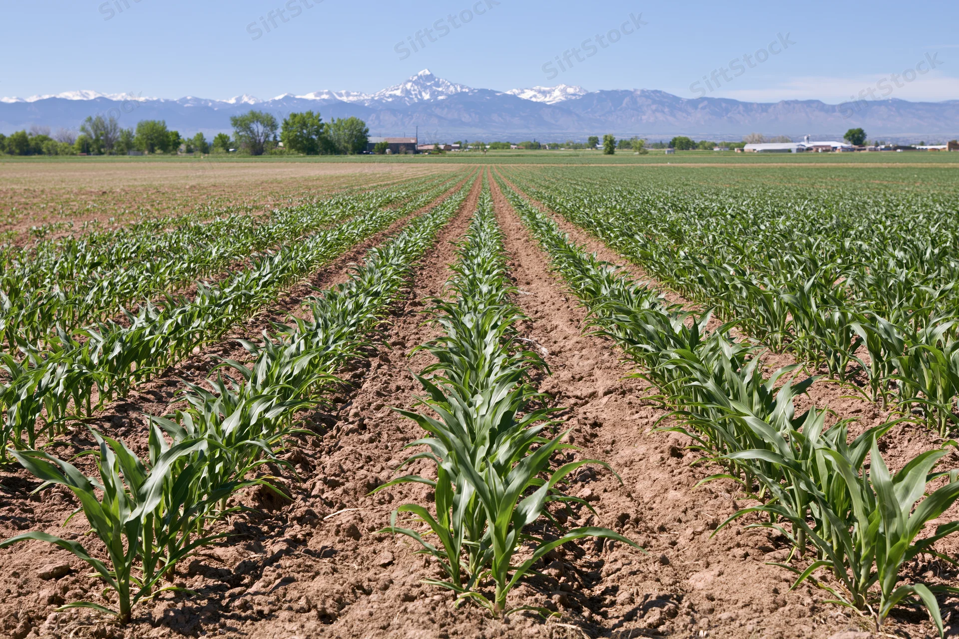 Young corn plants growing in straight rows across a flat agricultural field with snow-capped mountains in the distance