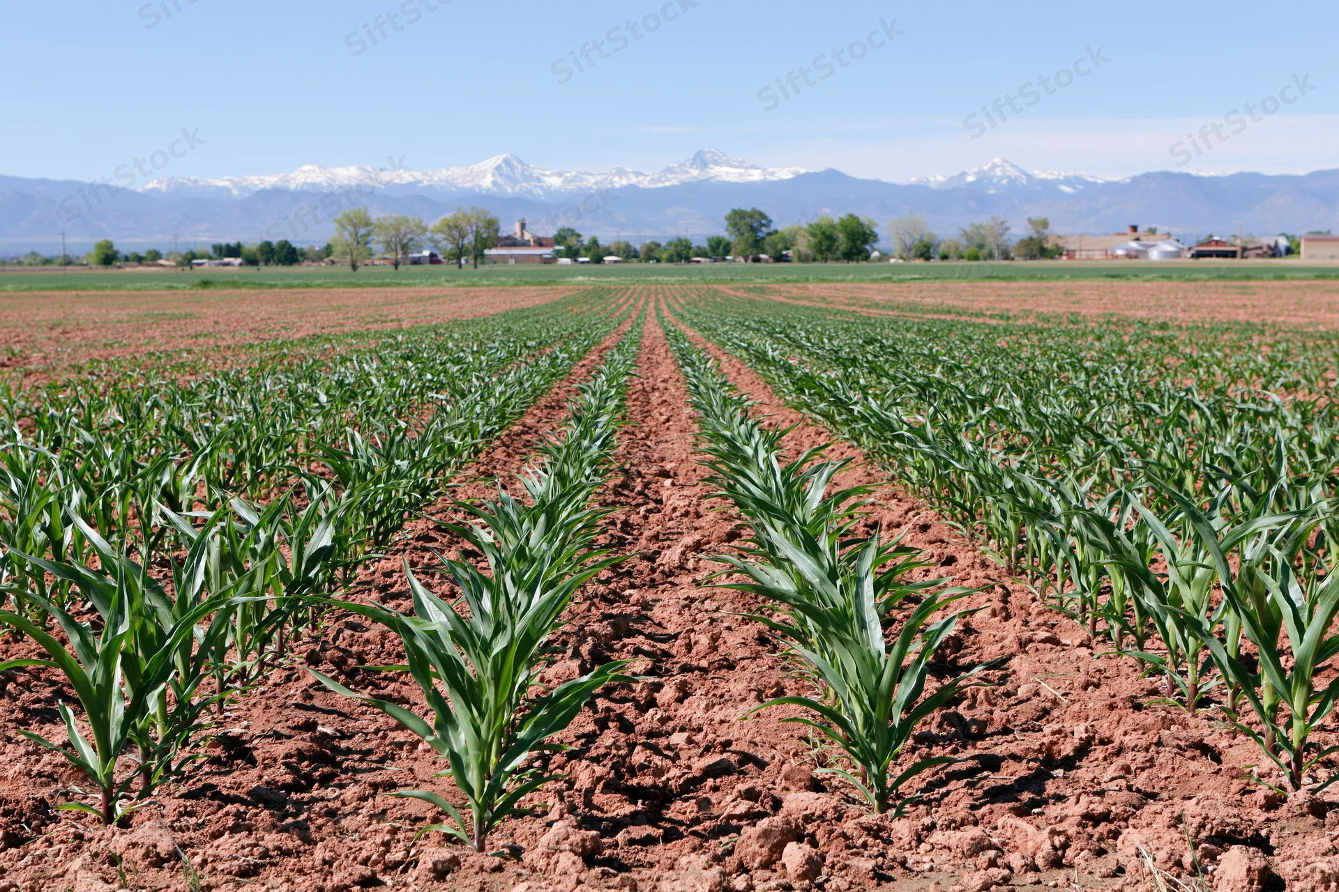 Young corn plants growing in neat rows across a flat agricultural field with snowcapped mountains in the distance