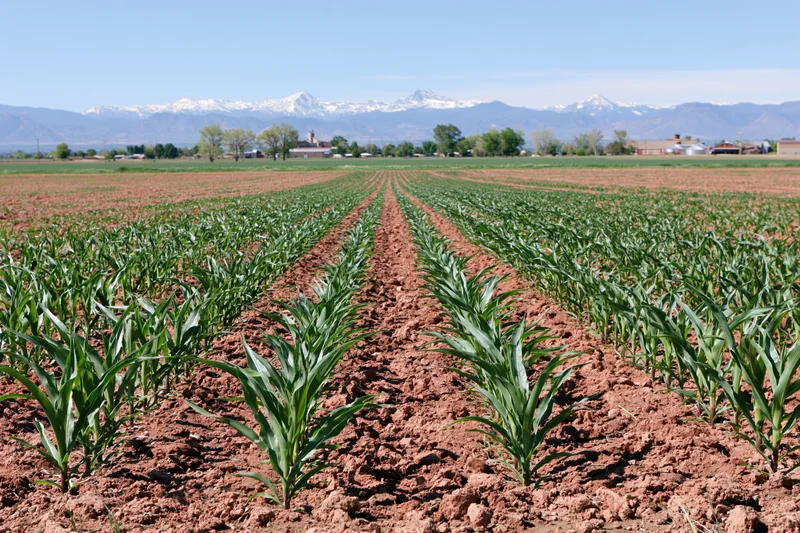 Young corn plants growing in neat rows across a flat agricultural field with snowcapped mountains in the distance