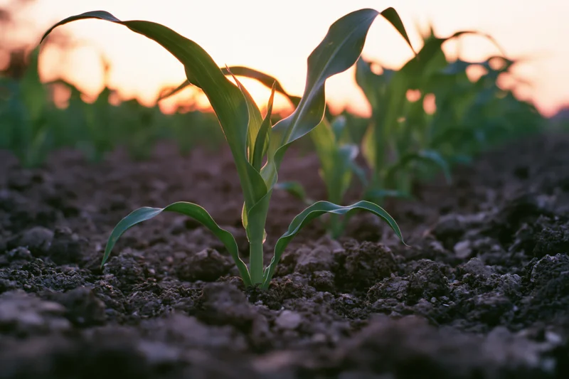 Young corn seedling emerging from dark tilled soil in a field at sunset