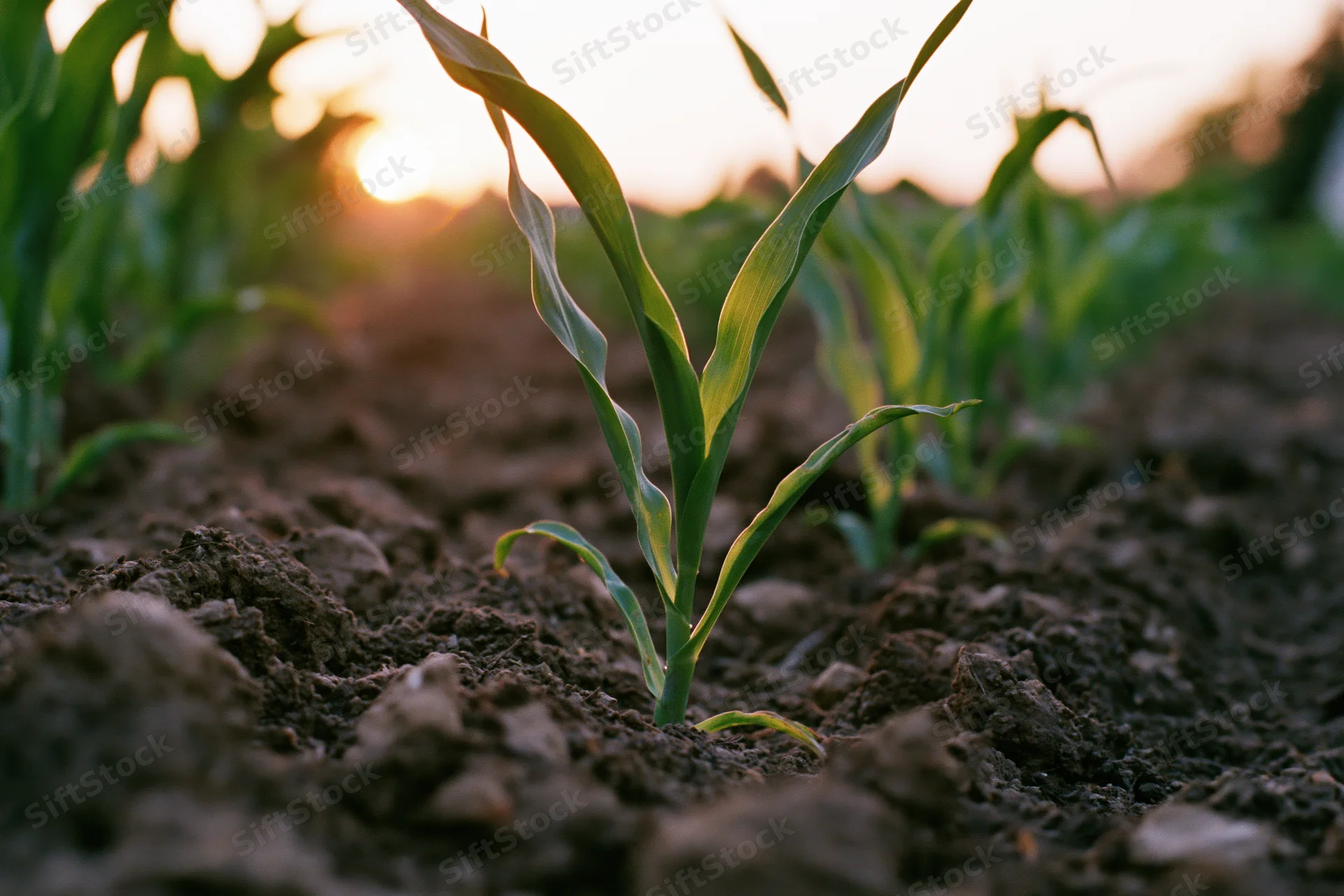 Young corn seedling emerging from dark tilled soil in a field at sunrise