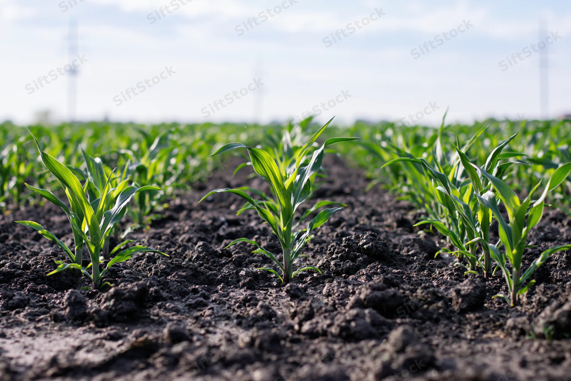 Young corn seedlings growing in neat rows across a dark rich soil field