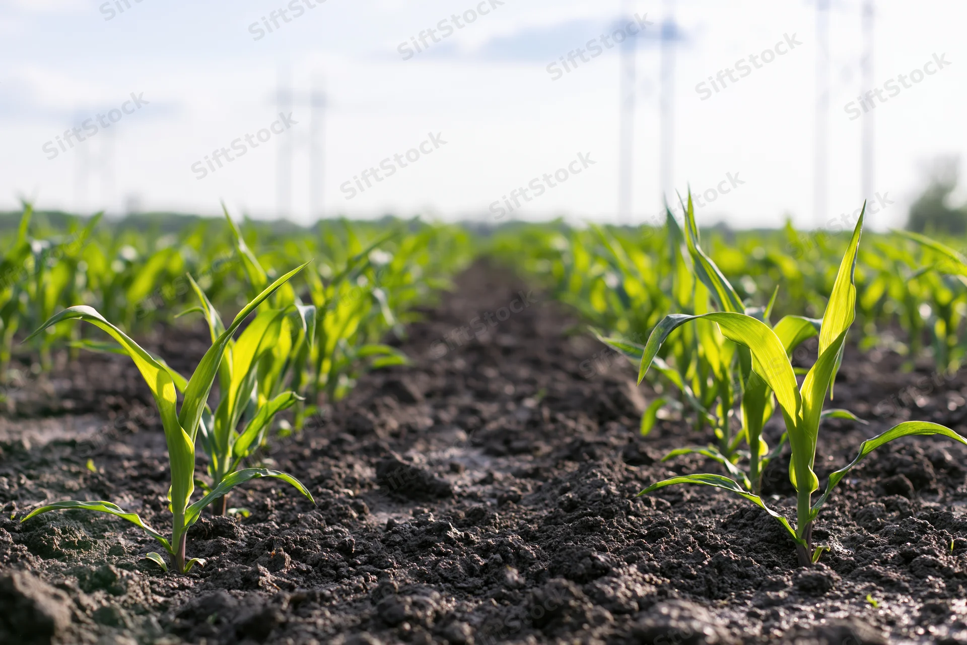 Young corn seedlings emerging in neat rows across dark rich soil in a cultivated field
