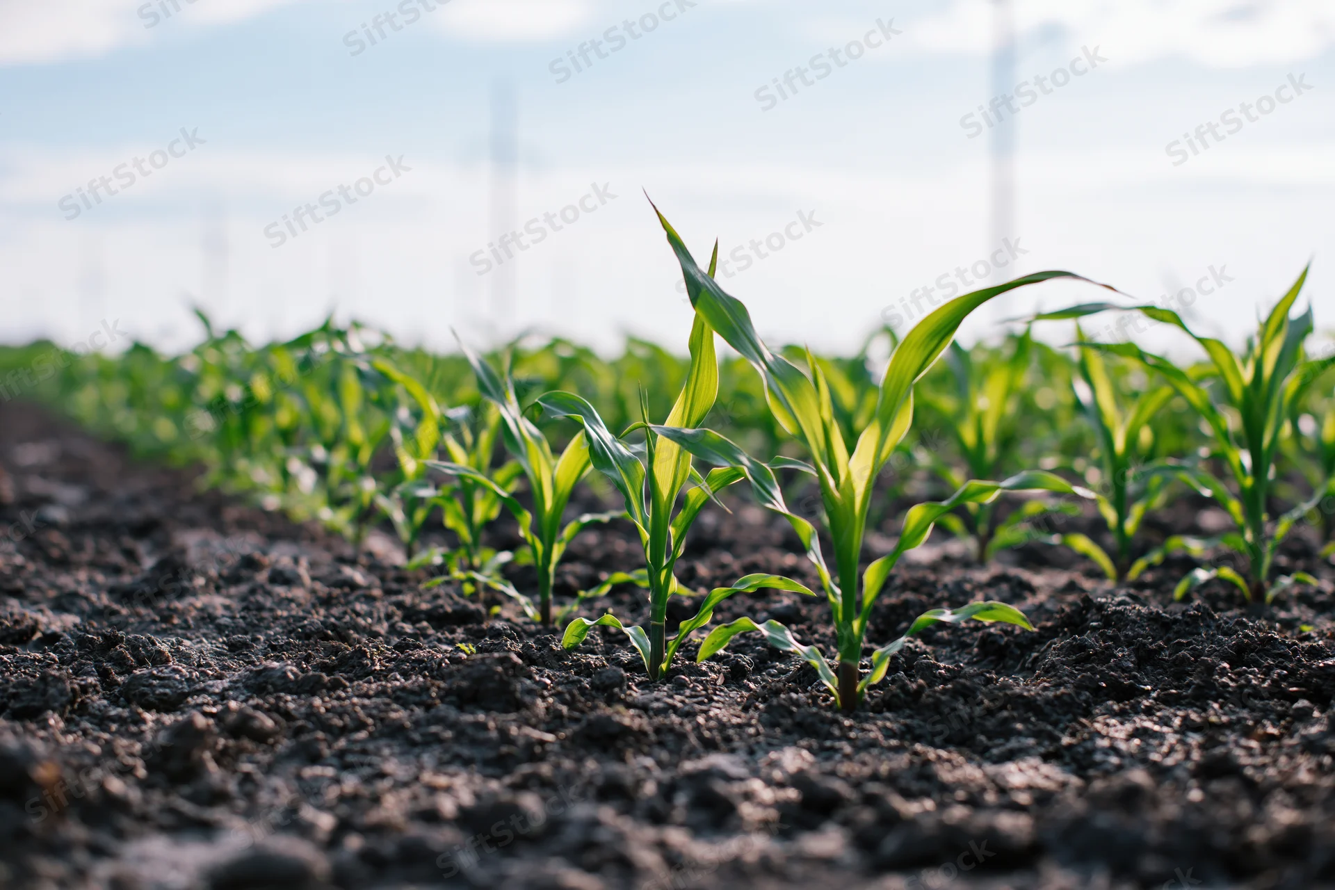 Young corn seedlings emerging from dark rich soil in neat rows across a farm field
